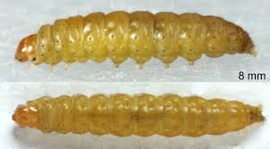 Image result for Teleiodes sequax