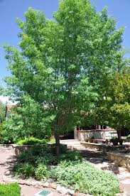 Image result for Fraxinus velutina