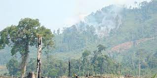 Pertanian Perladangan Berpindah Menciptakan Ekosistem Alami Cifor Forests News