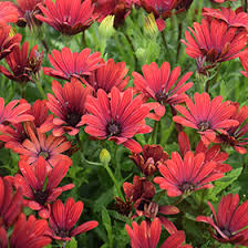 Image result for Osteospermum