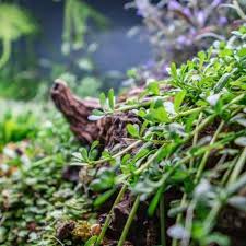 Image result for Bacopa