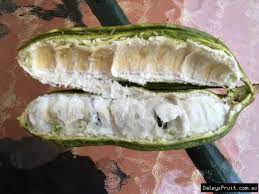 A wonderful treat, even for those accustomed already to ice cream beans. Buy Icecream Bean Trees Inga Densiflora