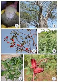 Image result for Platostoma africanum