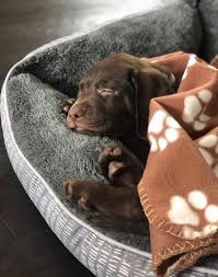Beautiful Chocolate Puppy Cute Dogs Lab Puppies Puppies