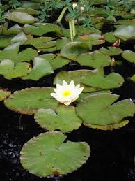 Push the soil back around the root, leaving only the tip of the eye. Fragrant Water Lily Identification And Control Nymphaea Odorata King County