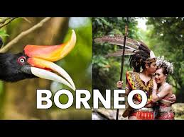 #enggang #burungkalimantan #rangkong burung cantik ini sudah sulit untuk dijumpai di alam bebas akibat rusaknya habitat dan perburuan oleh manusia. Y Xpuc83cegtam