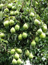 The northwest might be known for growing apples, but the time is ripe for native fruit trees to take a stand! The Best Fruit Trees For The Pacific Northwest Progardentips