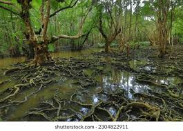 Image result for Xylocarpus