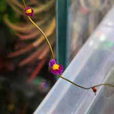 Image result for Utricularia welwitschii