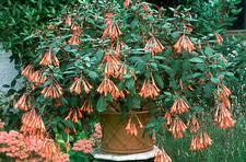 Maybe you would like to learn more about one of these? Fuchsia Gartenmeister Bonstedt Stock Image B810 0740 Science Photo Library