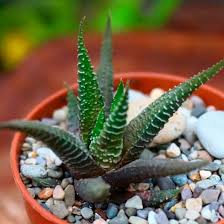 Image result for Habenaria attenuata