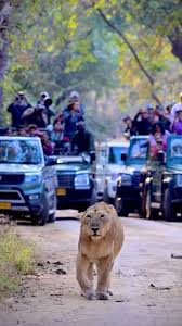 Lion Safari in Borivali National Park ...