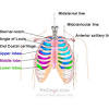 If the rib is set on the incorrect side, then only its anterior end will be. 1