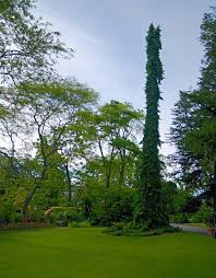 Of all the weeping spruces, i am most often inclined 2 think that u, weeping serbian spruce (picea omorika 'pendula bruns' r the most beautiful/dignified/stately/elegant i can't remember exactly when we met, but i know that it was 'love at first sight' i suppose there r. Find Your Weeping Tree Love Match Wsj