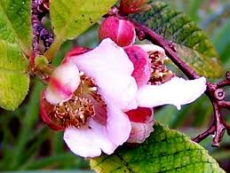 Image result for Tetracera boiviniana