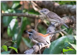 Arafura Fantail C8a1271w Animal Letters Darwin Australian Birds