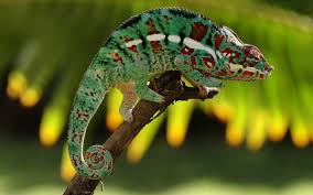 Theme Development Tropical Biodiversity Panache Bra Swimwear University Project Style Enhancement Inspiration Col Chameleon Lizard Lizard Pet Birds