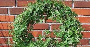 Image result for Kedrostis crassirostrata