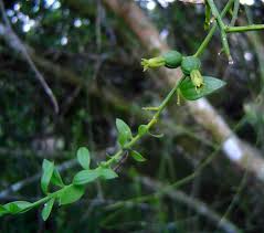 Image result for Osyridicarpos