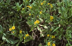 Image result for Guizotia