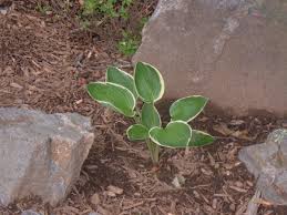 Hostas In Florida | Miss Smarty Plants