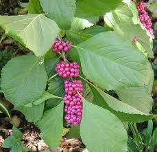 The prunus serotina grows relatively fast and has fragrant white flowers that attract a variety of species, including the eastern tiger swallowtail and several types of bees, and fruit, which attracts birds. American Beautyberry