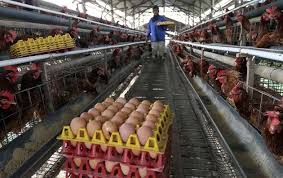 Harga Bahan Pakan Melonjak Nasib Peternak Ayam Petelur Diujung Tanduk Ternak Ayam Tanduk Ayam