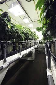 The Ultimate High Times Guide How To Hydro High Times