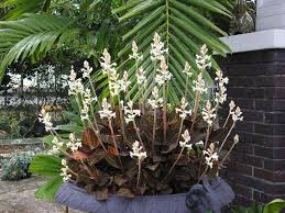 Jewel orchids will generally flower better in the winter months when the ambient temperature is dipped to around 15°c (59°f) during the autumn and winter. Plantfiles Pictures Species Orchid Ludisia Jewel Orchid Variegated Ludisia Ludisia Discolor By Dalethegardener
