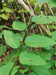 Image result for Maprounea