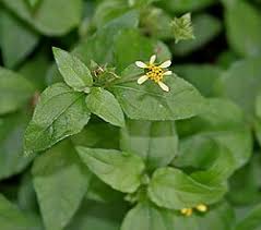 Image result for Synedrella nodiflora