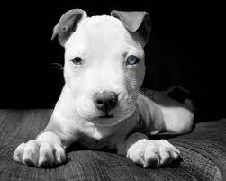 There are lots of cute dog names available on internet. 2 608 Pitbull Puppy White Brown Photos Free Royalty Free Stock Photos From Dreamstime