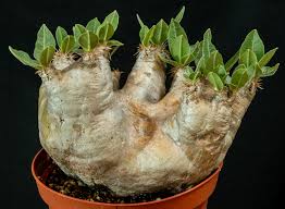 Image result for Pachypodium