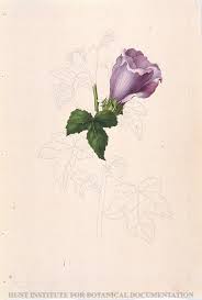 Image result for Hibiscus nigricaulis