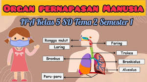 Materi ipa kelas 5 semester 2 kurikulum 2013. Organ Pernapasan Pada Manusia Sistem Pernapasan Manusia Ipa Kelas 5 Sd Tema 2 Semester 1 Youtube