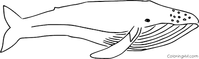 The three primary colors are red, blue, and yellow. Very Simple Blue Whale Coloring Page Coloringall