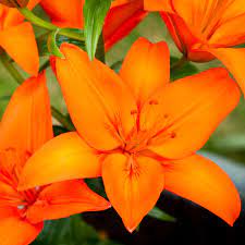 Maybe you would like to learn more about one of these? Lily Orange Ton J Parker Dutch Bulbs