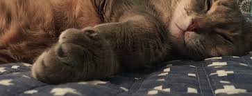 Maybe you would like to learn more about one of these? The 15 Best Pet Stores In Brooklyn