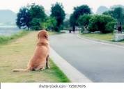 Golden Retriever Back Stock Photos and Pictures - 2,967 Images ...