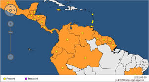 Image result for Barleria megalosiphon