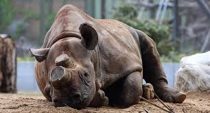 Zoo Frankfurt Gutschein 2 Fur 1 Coupon Gutscheincode Ticket Rabatt Zoo Frankfurt Zoo Freizeitpark