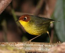 Birds That Lay Eggs On The Ground Ontario Chestnut Headed Tesia Beautiful Birds Most Beautiful Birds Pet Birds