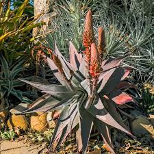 Image result for Aloe plowesii