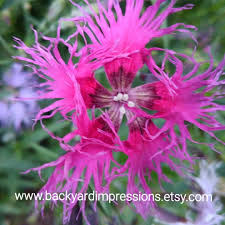 Free delivery and returns on ebay plus items for plus members. Perennial Dianthus Feather Flower Seeds Feather Flower Flowers Perennials Flower Seeds