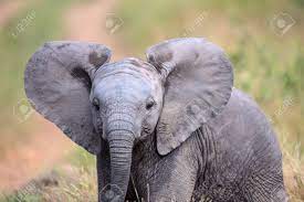 Check spelling or type a new query. Cute Baby Elephant In Kruger National Park Stock Photo Picture And Royalty Free Image Image 38285931