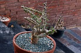 Image result for Commiphora kua