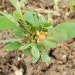 Image result for Biophytum abyssinicum