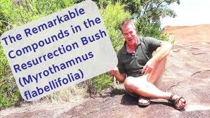Image result for Xerophyta humilis