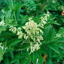 Image result for Hoslundia opposita