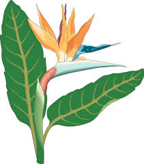 Transparent Bird Of Paradise Flower Drawing Web Development Birds Of Paradise Flower Art Paradise Plant